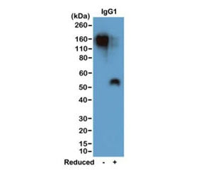 Western blot of nonreduced(-) and reduced(+) mouse IgG1 (20ng/lane), using 0.2ug/mL of recombinant M