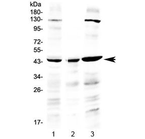 PREB Antibody / Prolactin regulatory element-binding protein