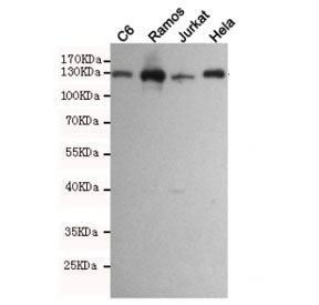 Western blot testing of rat C6 and human Ramos, Jurkat and HeLa cell lysates using JAK1 antibody at 