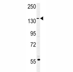 MUC1 Antibody