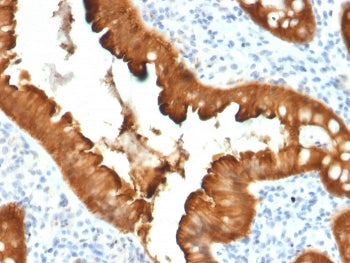 Villin Antibody