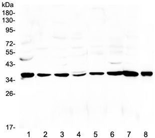 Thrombopoietin Antibody / THPO