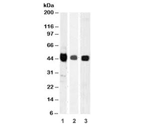 Western blot testing of A) HepG2, B) PC3 and C) HeLa cell lysate wiht TIA-1 antibody (clone TRIA1-1)
