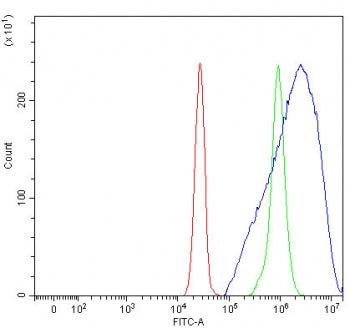 PLET1 Antibody / C11orf34