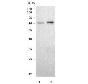 Western blot testing of 1) human 293T and 2) rat kidney tissue lysate with SLC6A18 antibody. Predict