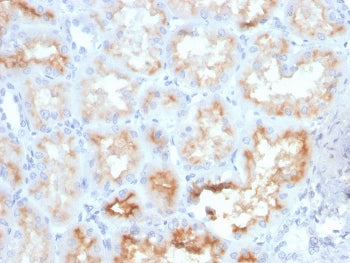 IHC staining of FFPE human kidney with CD10 antibody (clone MME/4233). HIER: boil tissue sections in