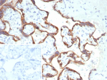 HCG-alpha Antibody