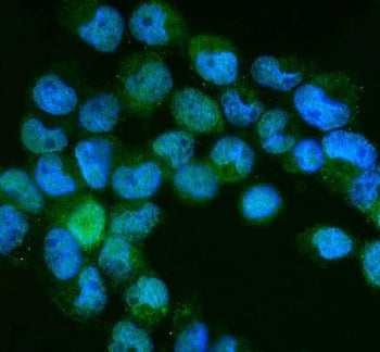 Immunofluorescent staining of FFPE human A431 cells with NEDD8 antibody (green) and DAPI nuclear sta
