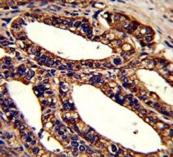 ORAI1 Antibody (CRACM1)