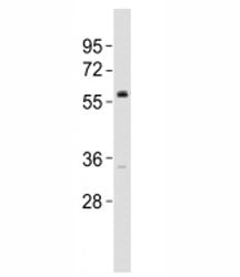 VANGL2 Antibody