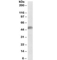 SOX10 Antibody