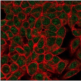 Myf-4 Antibody / MYOG / Myogenin