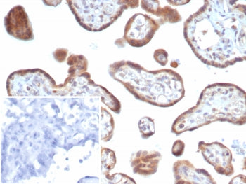 IHC staining of FFPE human placental tissue with bFGF antibody (clone FGF2/7364). Inset: PBS used in