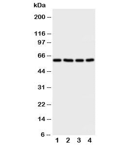 RIP2 Antibody