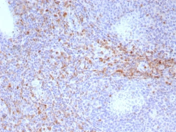 IHC staining of FFPE human tonsil tissue with CD44v6 antibody (clone HCAM/6779). HIER: boil tissue s