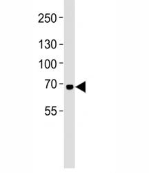 LTF Antibody