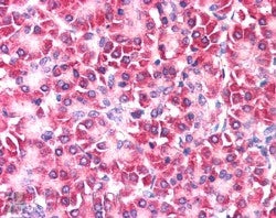 Ymer Antibody