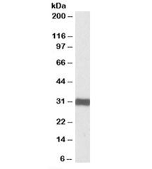 Western blot testing of human heart lysate with ETFA antibody at 0.1ug/ml. Predicted molecular weigh