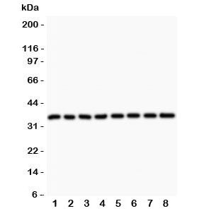 Western blot testing of Cyclin D3 antibody and Lane 1: rat testis; 2: (r) thymus; 3: (r) lung; 4: (r