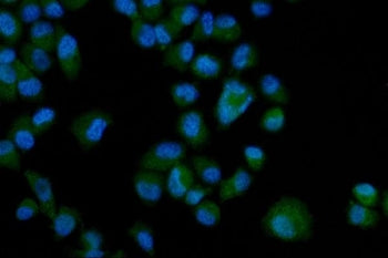 EphA3 Antibody