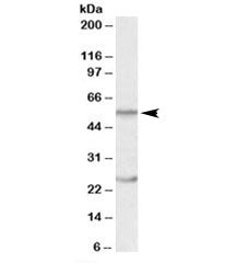 OCT2 Antibody