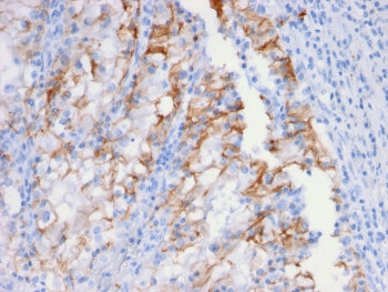 Cadherin 16 Antibody
