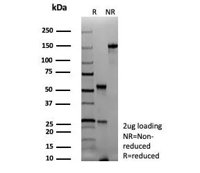 SDS-PAGE analysis of purified, BSA-free recombinant PAX7 antibody (clone rPAX7/9325) as confirmation