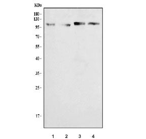Western blot testing of human 1) MDA-MB-453, 2) PC-3, 3) Caco-2 and 4) HeLa cell lysate with TRPV3 a