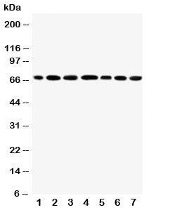 DDX5 Antibody