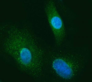 SEC13 Antibody / SEC13L1 /&nbsp;SEC13-like protein 1