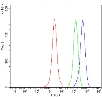 MMACHC Antibody / CblC