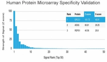 ERCC1 Antibody