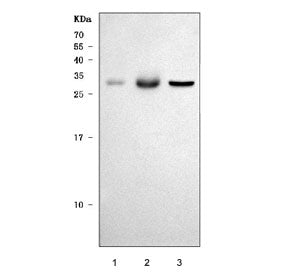 Western blot testing of 1) rat skeletal muscle, 2) rat heart and 3) mouse heart tissue lysate with T