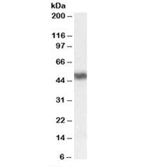 Western blot testing of human cerebellum lysate with RARA antibody at 0.05ug/ml. Predicted/observed 