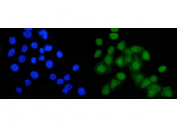 B-Myb Antibody / Myb-related protein B / MYBL2