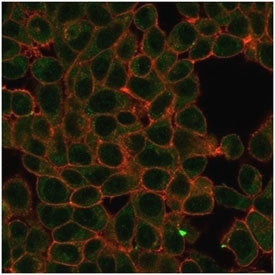 Immunofluorescent staining of PFA-fixed human HeLa cells using HIC2 antibody (green, clone PCRP-HIC2