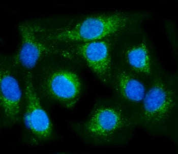 Immunofluorescent staining of FFPE human A549 cells with COX6B1 antibody (green) and DAPI nuclear st