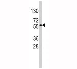 SOX-9 Antibody