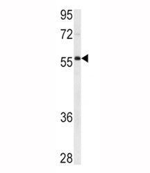XIAP Antibody