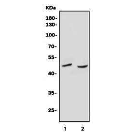 SOX17 Antibody