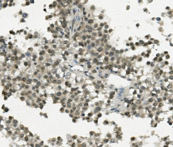 REC8 Antibody / REC8L1