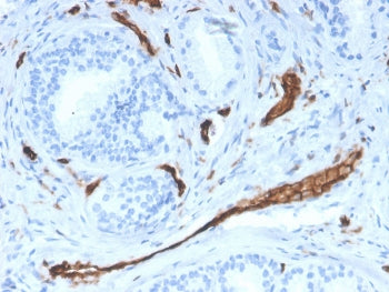 CD31 Antibody / PECAM-1