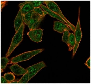 Immunofluorescent staining of PFA-fixed human HeLa cells using HDAC6 antibody (green, clone PCRP-HDA