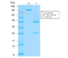 SDS-PAGE analysis of purified, BSA-free recombinant CD162 antibody (clone rPSGL1/1601) as confirmati