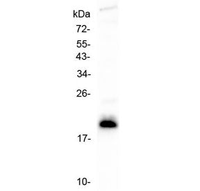 IL-4 Antibody