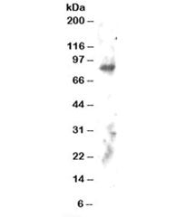 ELMO2 Antibody