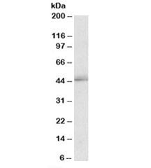 TIAR Antibody
