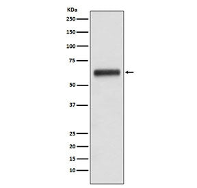 IgG3 Antibody