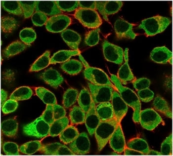 Immunofluorescent staining of PFA-fixed human HeLa cells using SAMD4B antibody (green, clone PCRP-SA