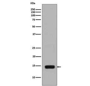 Phospho-Histone H2A Antibody (pS129)